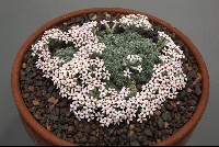 Junellia patagonicum